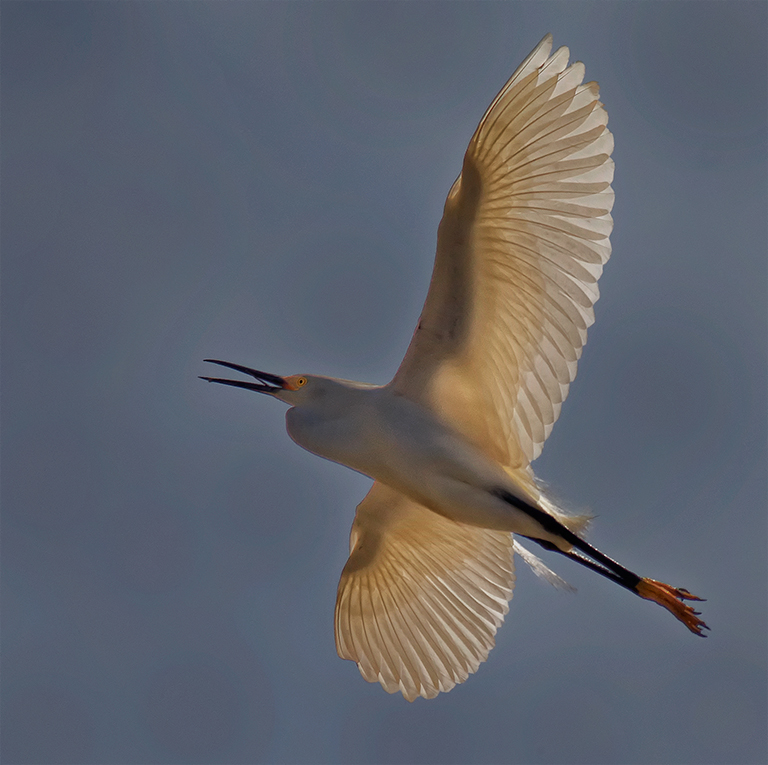 Snowy Egret Flying High